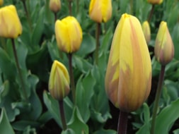 Keukenhof (26)